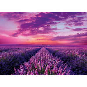 Lavender Field - 1000 pieces